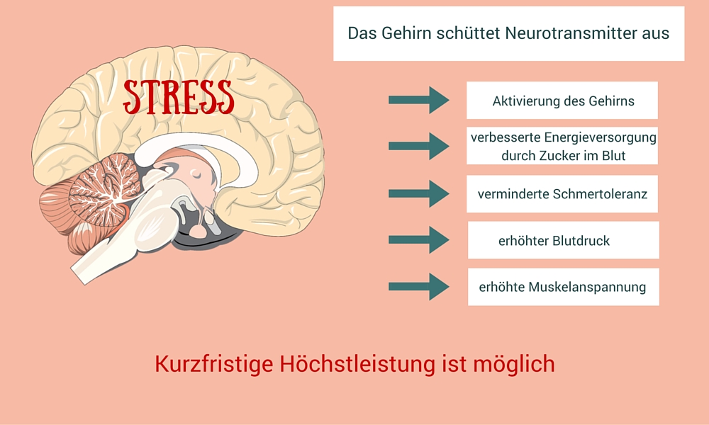 Grafik die zeigt, dass das Gehirn im Stressfall Neurotransmitter ausschüttet und stellt die Konsequenzen dar