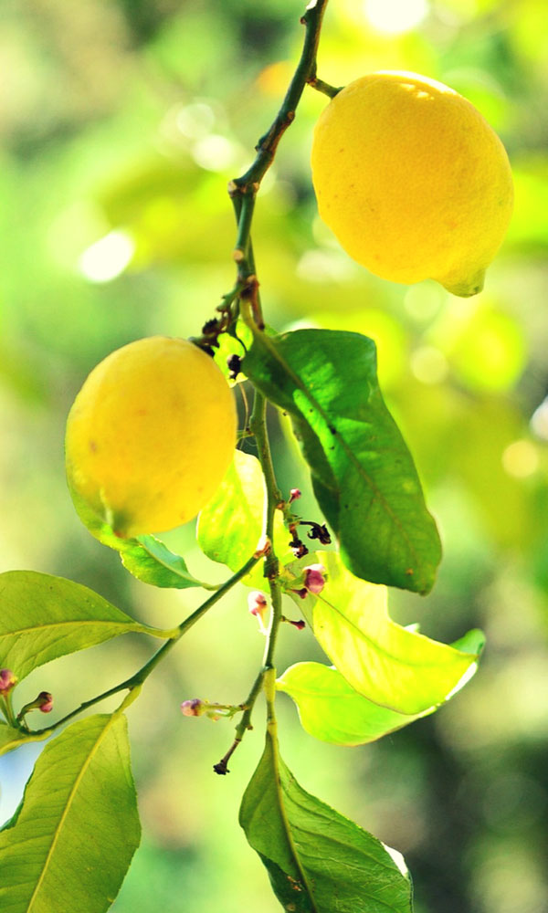 Zitronenbaum als Beispiel für ständige Weiterentwicklung